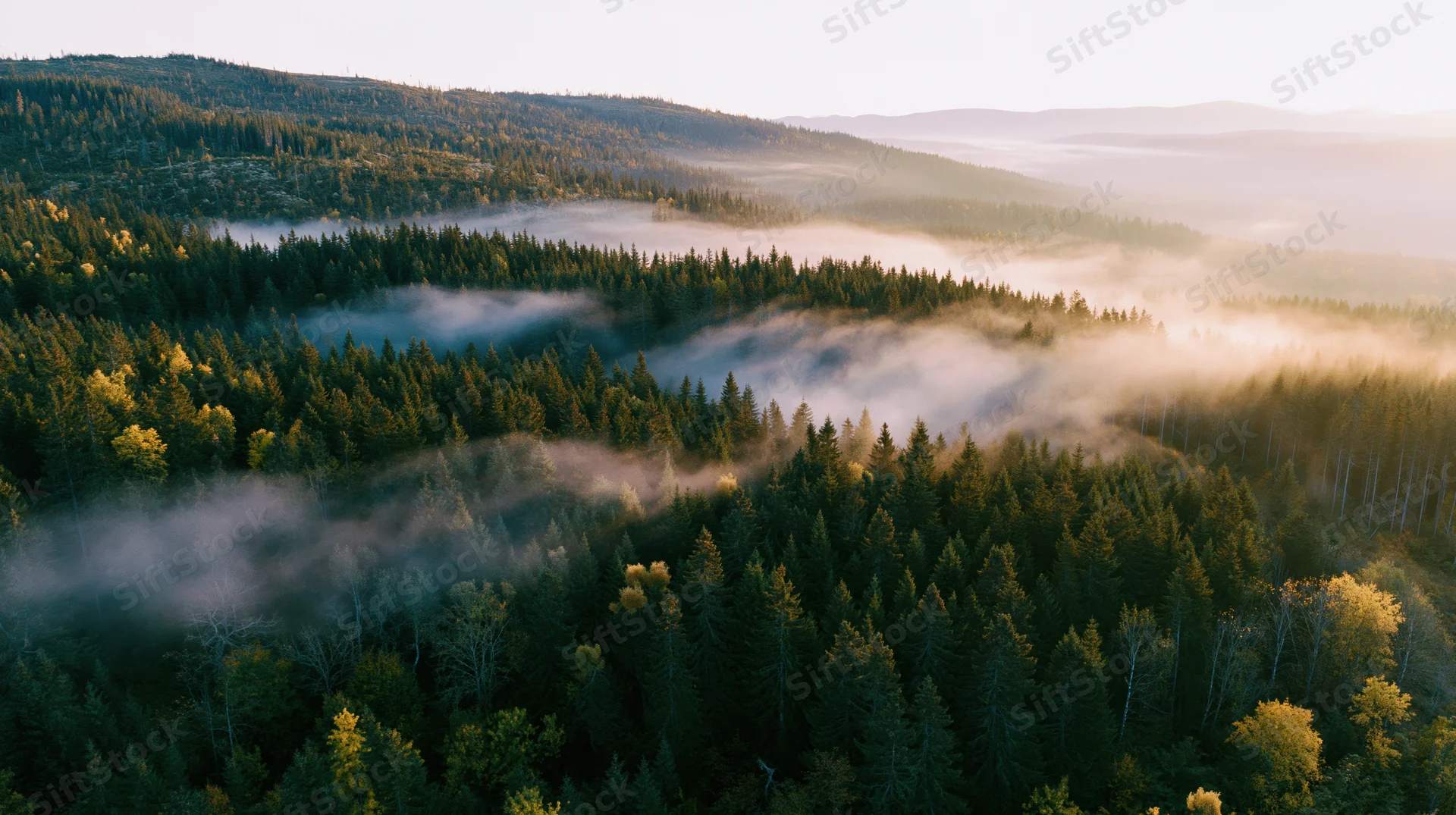 Aerial view of dense mixed forest covering rolling hills with mist at sunrise