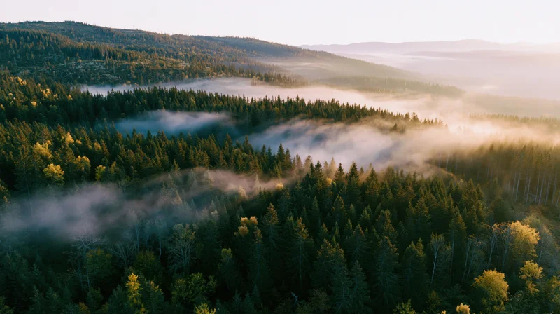 Aerial view of dense mixed forest covering rolling hills with mist at sunrise