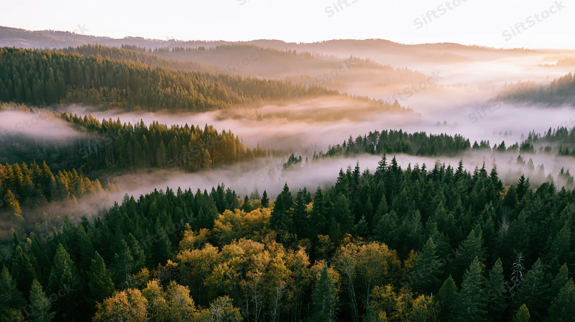 Aerial view of dense mixed forest covering rolling hills at sunrise with mist drifting through valleys
