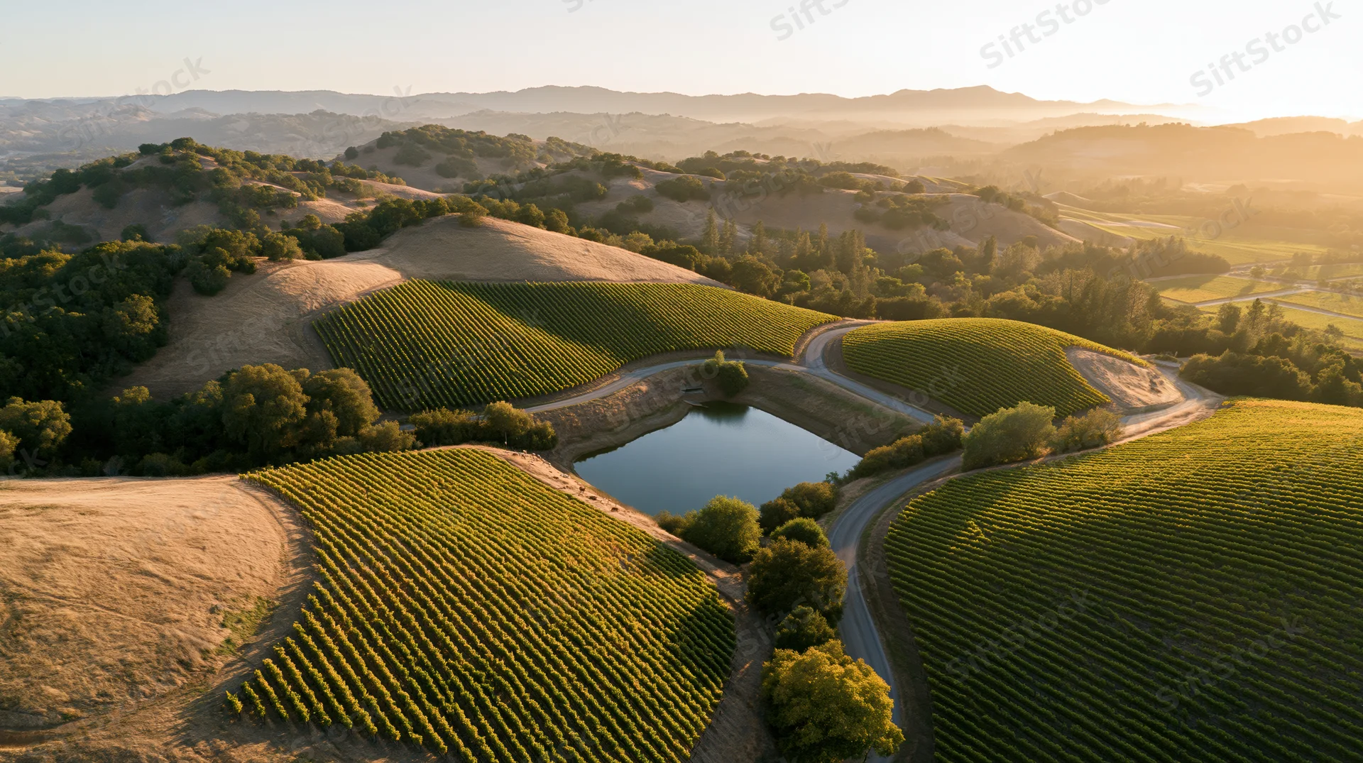 Aerial view of rolling hills covered in grapevines and winding roads in california wine country at sunset