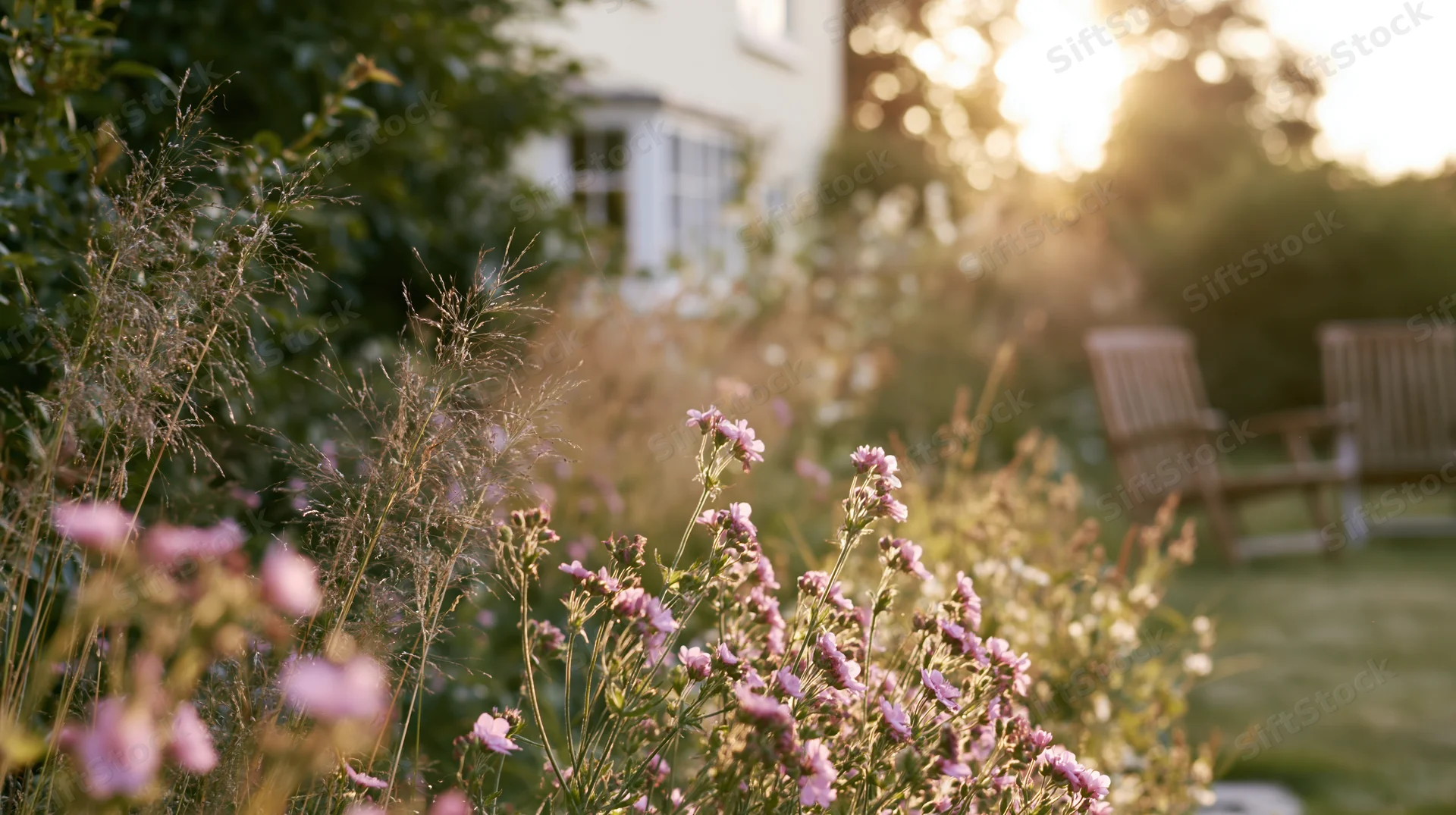 Pink wildflowers in full bloom in a cottage garden border at sunset with wooden chairs in the background