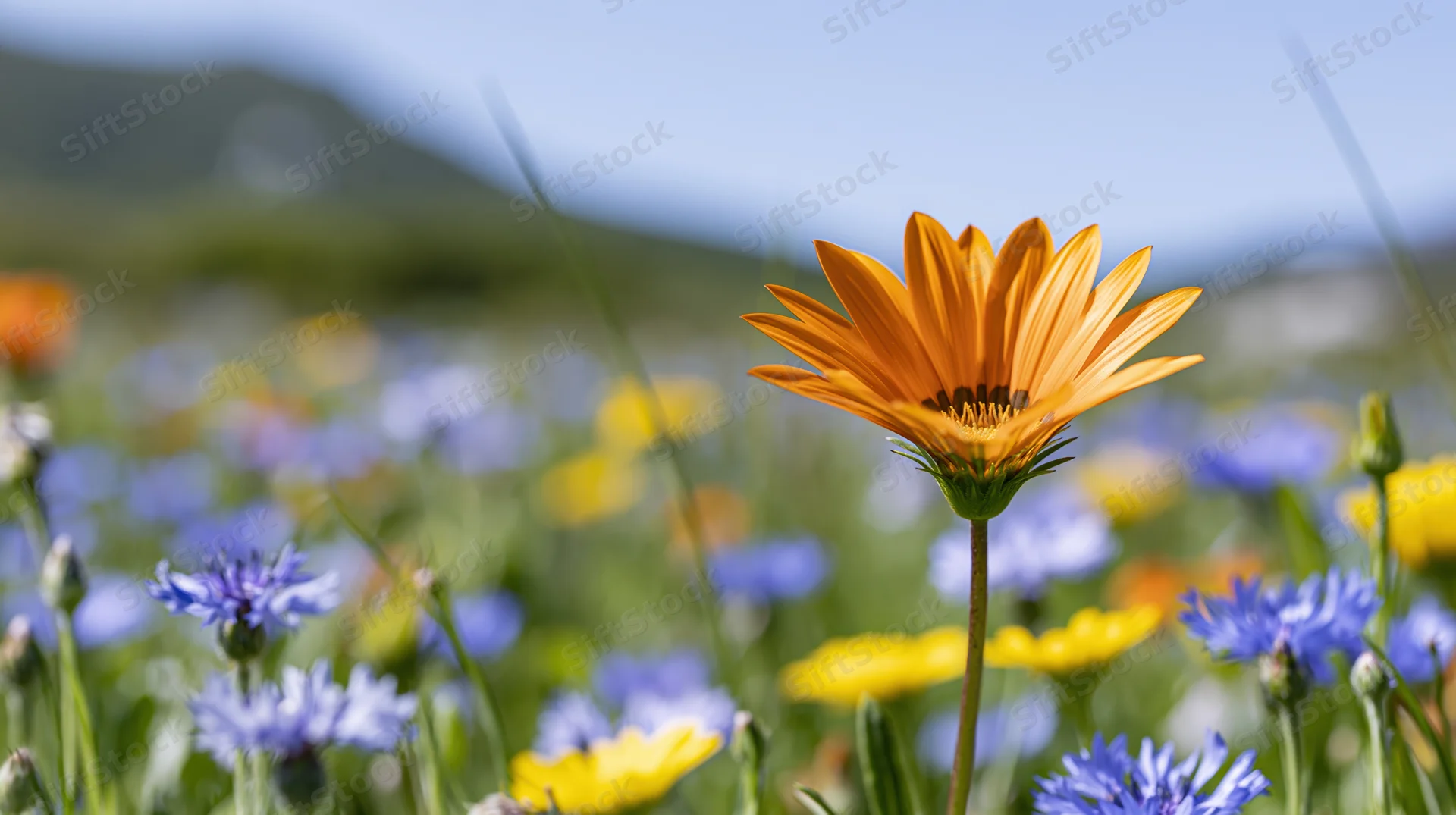 Orange gazania wildflower in full bloom standing among colorful meadow flowers in a sunny field