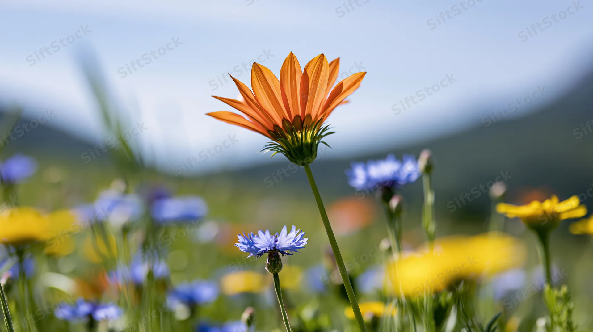 Orange gazania wildflower in full bloom standing among blue and yellow flowers in a meadow with mountains in the background