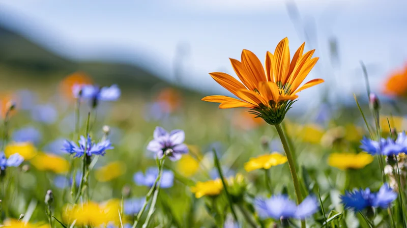 Orange gazania wildflower in full bloom among blue and yellow flowers in a sunlit meadow