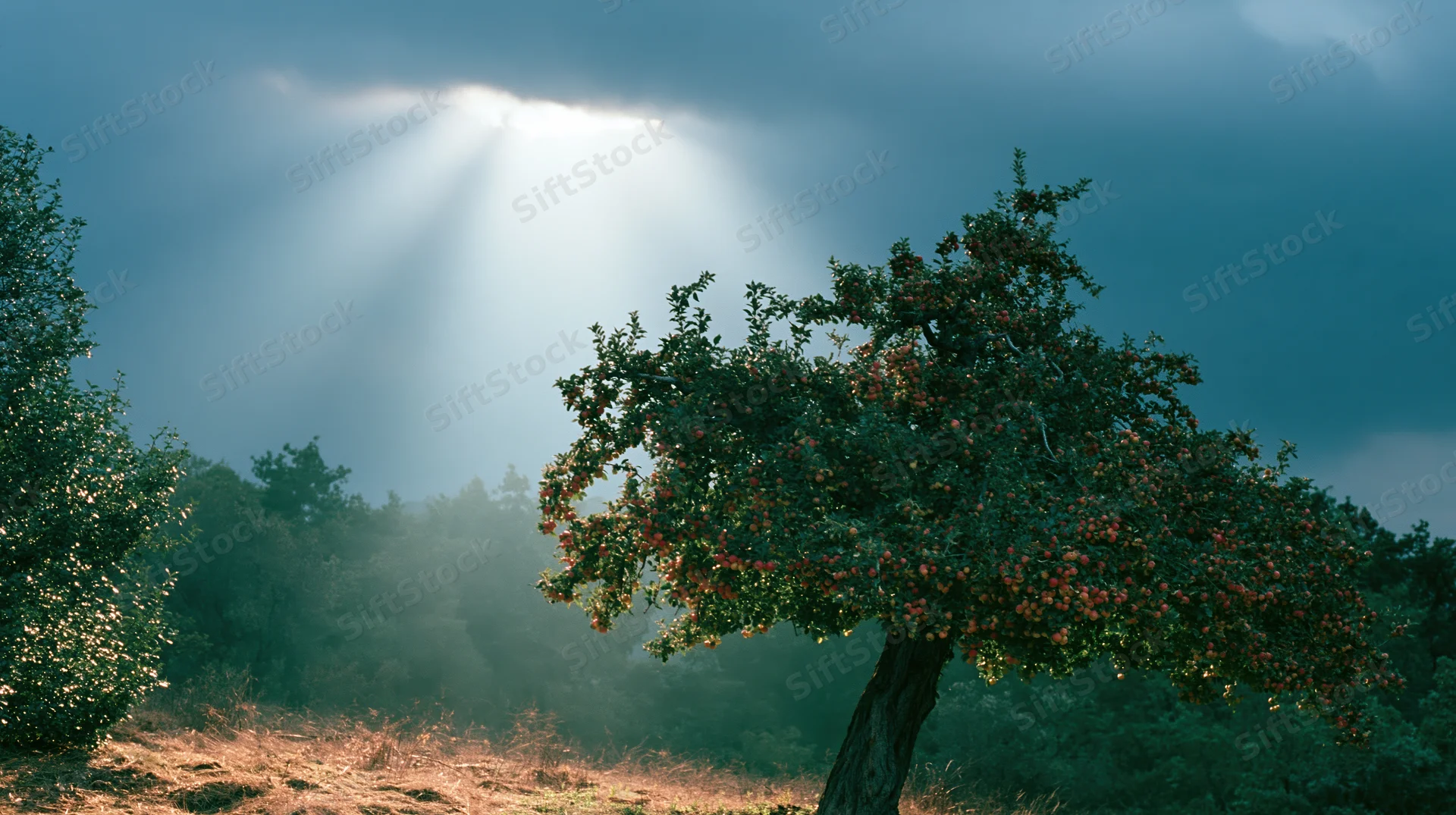 Gnarled apple tree heavy with red and yellow fruit in a misty forest landscape under dramatic cloudy sky with sunbeams piercing through