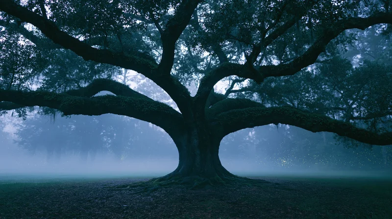 Ancient gnarled oak tree with sprawling dark branches in misty forest at twilight