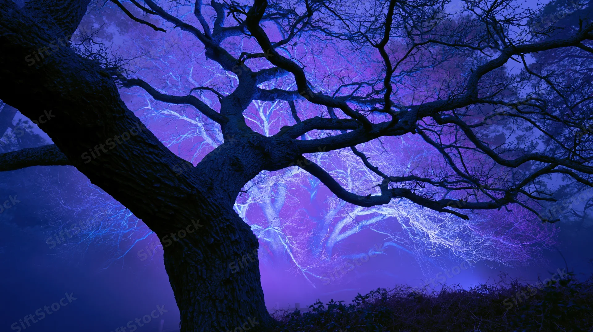 Ancient gnarled oak tree with twisted bare branches glowing in purple and blue light at night in a misty forest