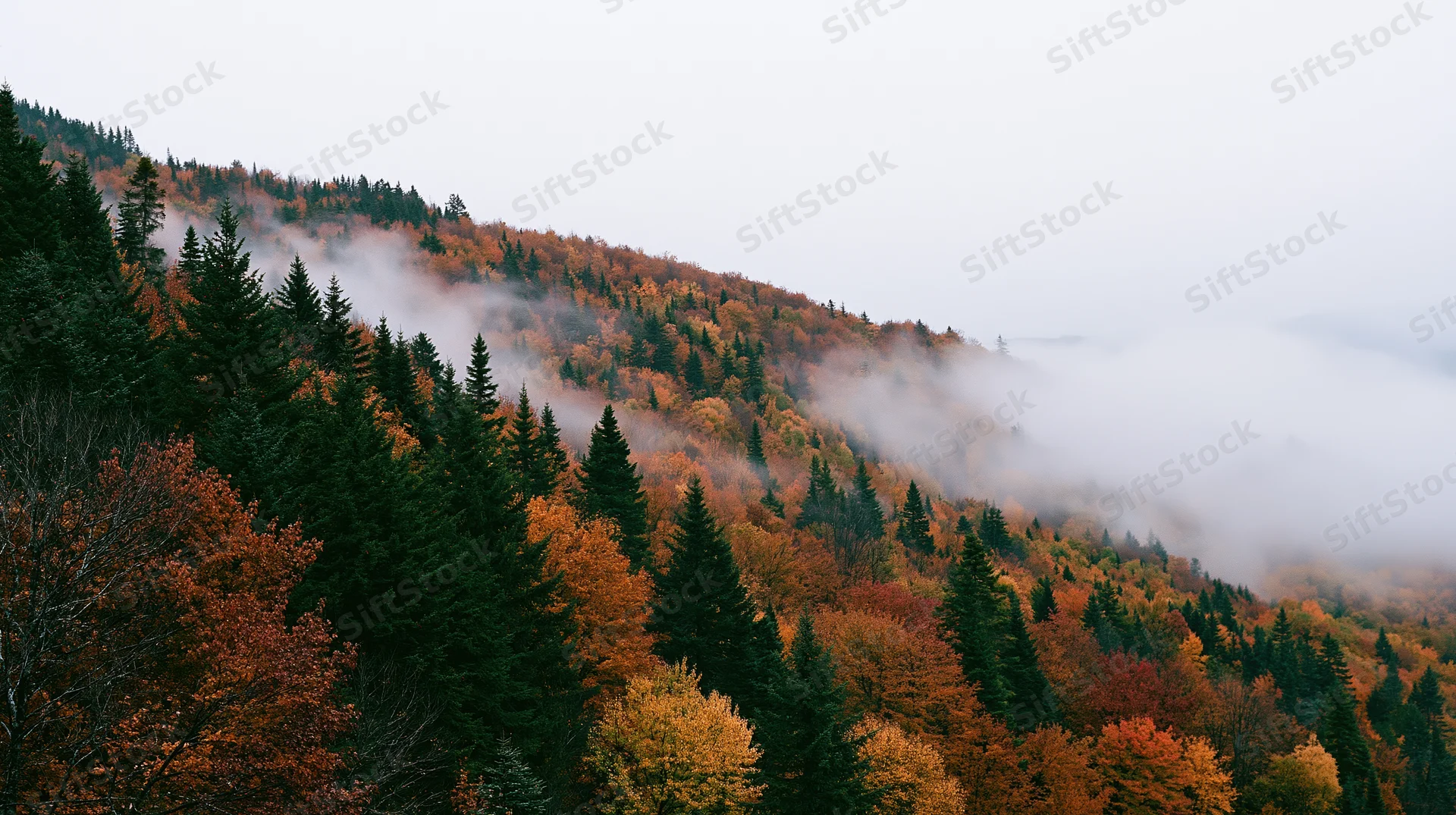 Autumn forest on a misty hillside with colorful fall foliage and evergreen trees