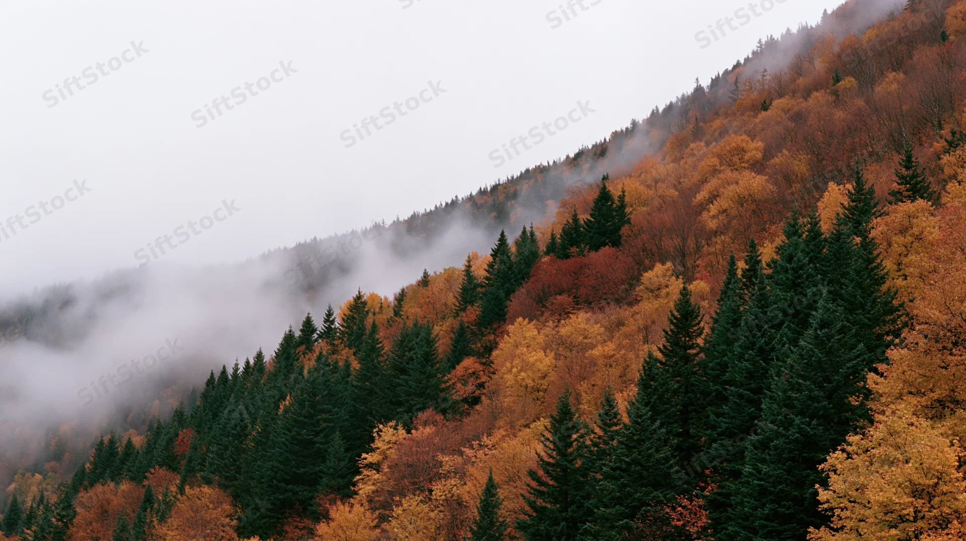 Autumn forest on a misty hillside with colorful fall foliage and evergreen trees