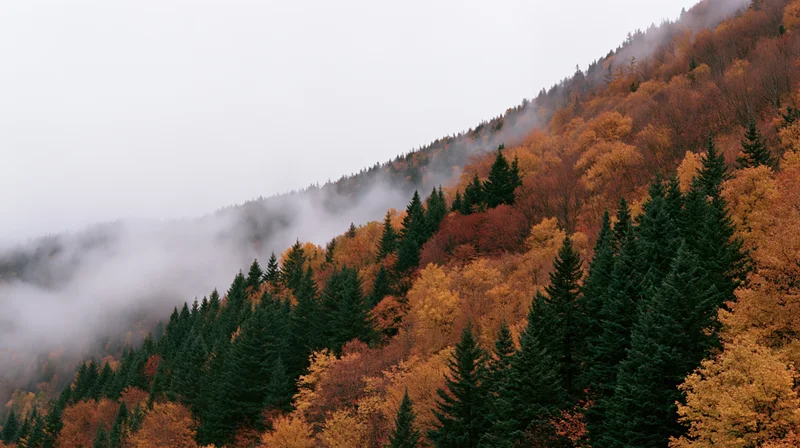 Autumn forest on a misty hillside with colorful fall foliage and evergreen trees