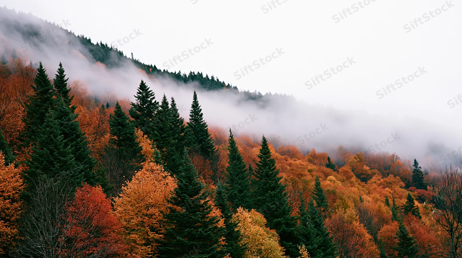 Autumn forest on a misty hillside with colorful fall foliage and evergreen trees