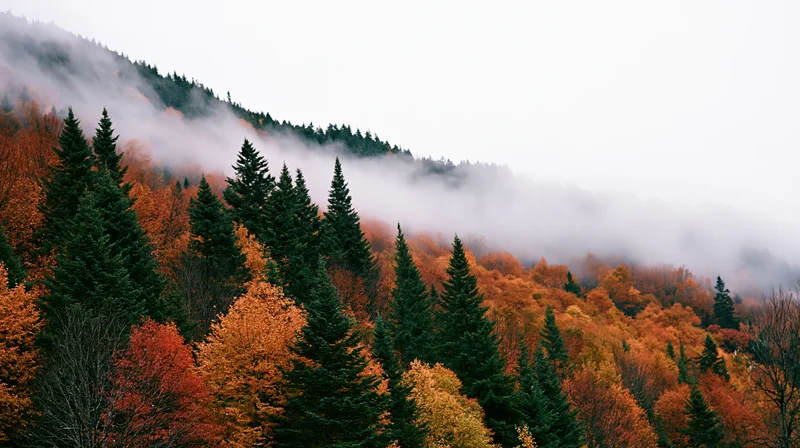 Autumn forest on a misty hillside with colorful fall foliage and evergreen trees