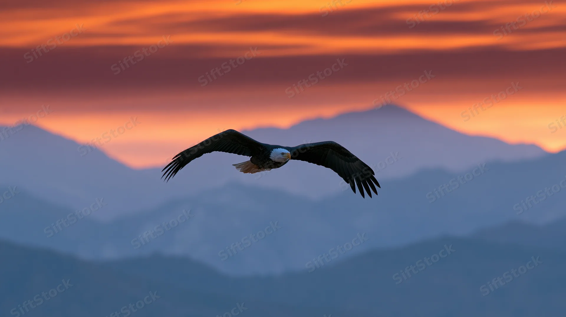 Bald eagle soaring with wings fully extended against mountain silhouette at sunset