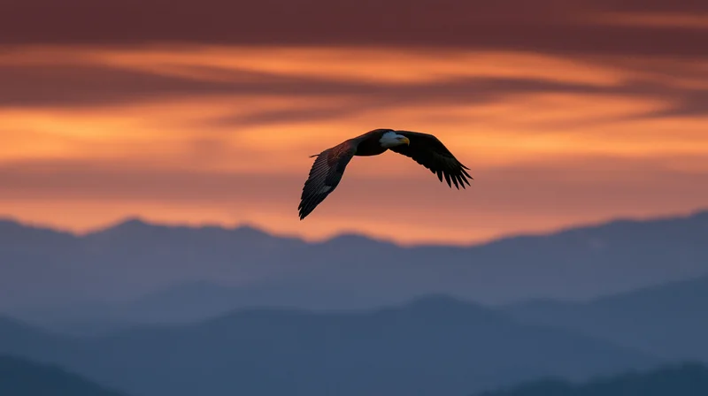Bald eagle soaring with wings fully extended against a sunset sky over layered mountains