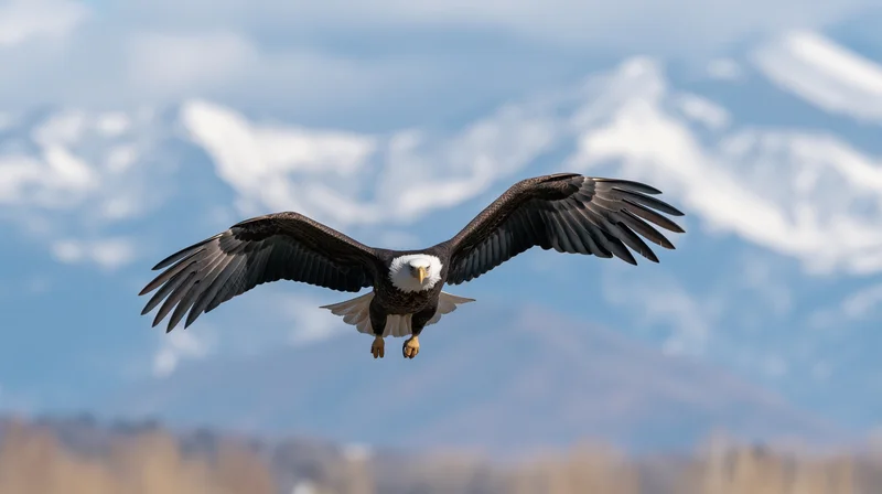 Bald eagle in mid-flight with wings fully spread and talons extended against snowy mountains