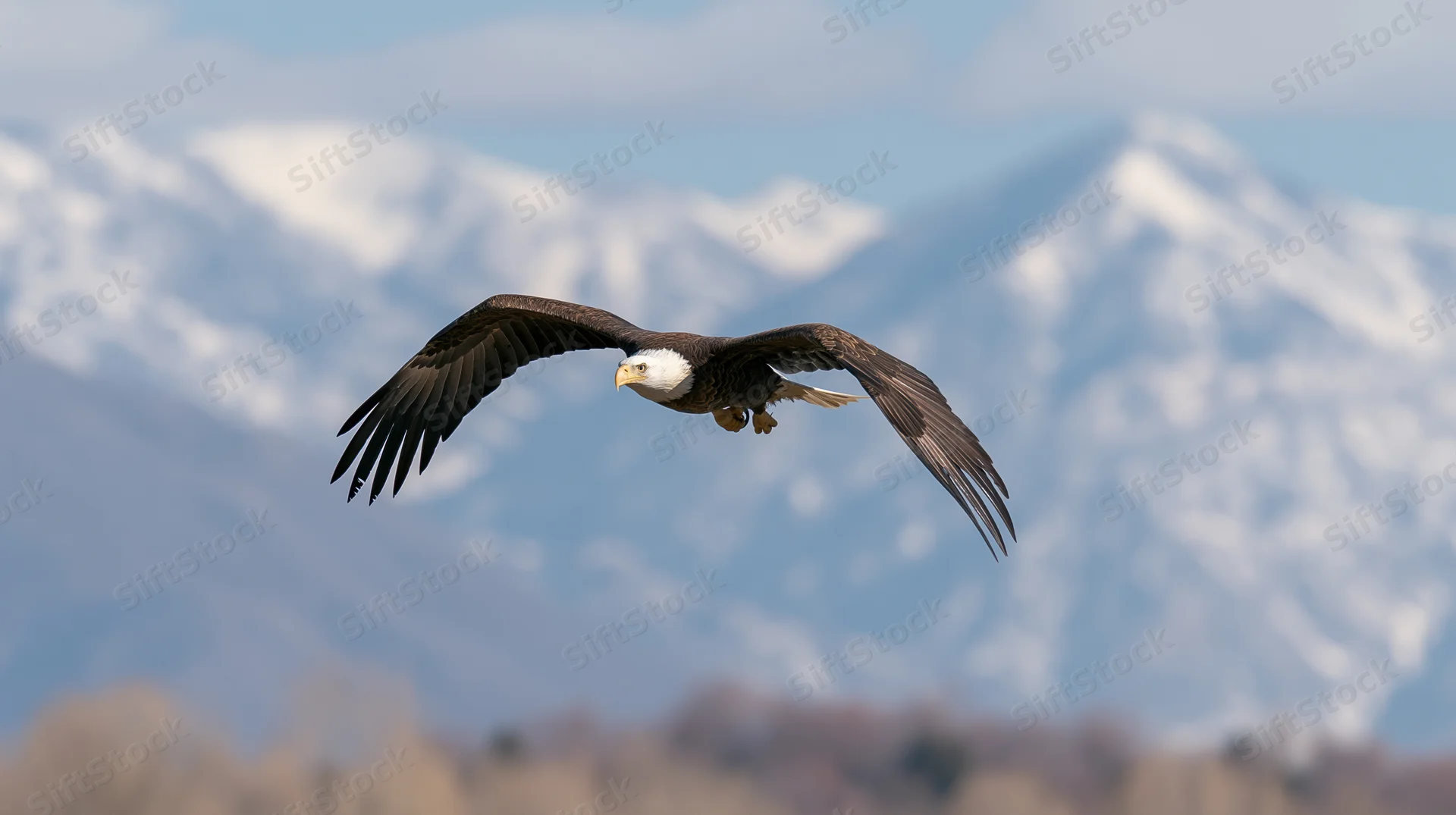 Bald eagle soaring with wings fully spread against snow-capped mountains