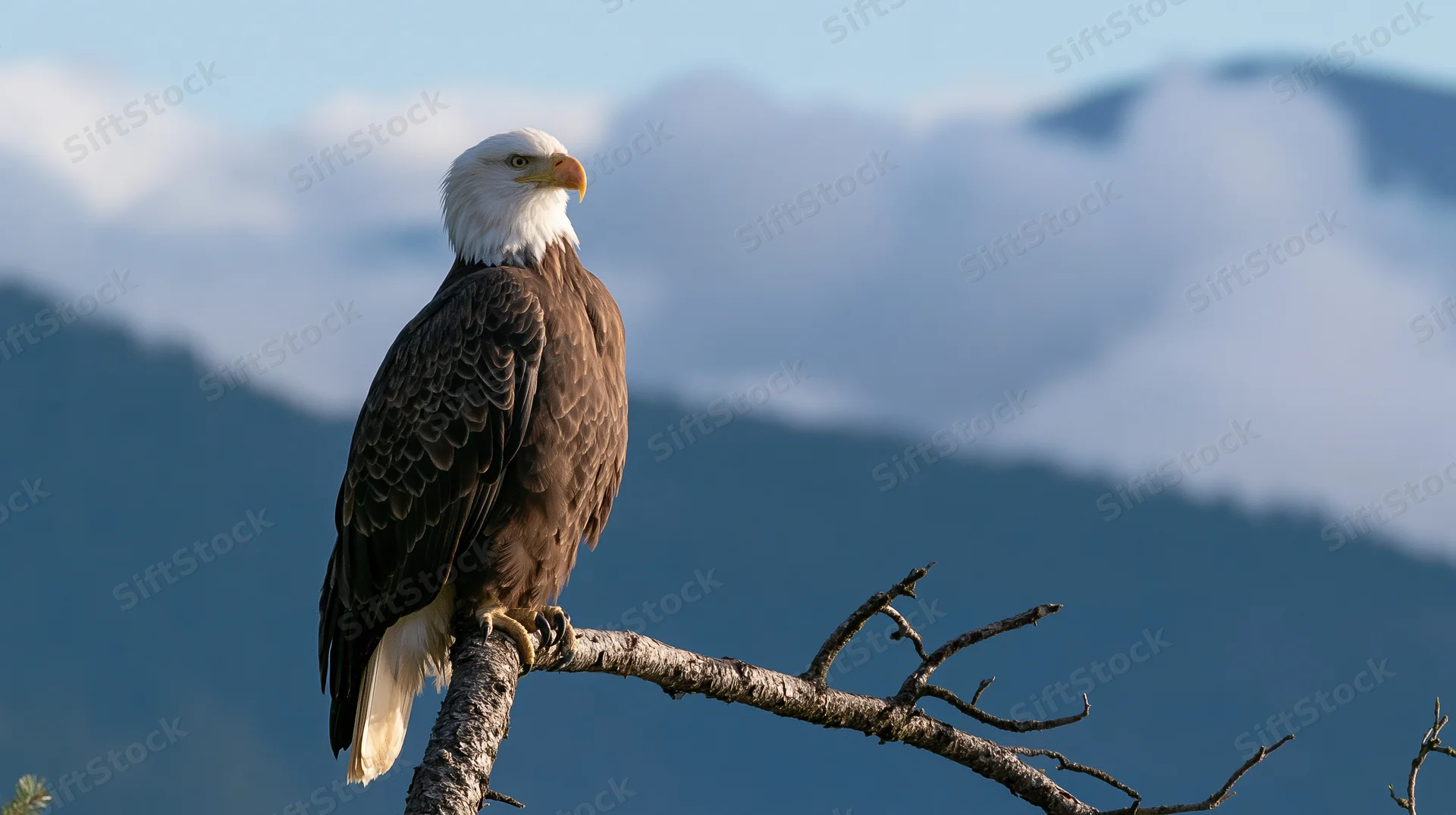 Bald eagle perched on a bare gnarled branch with mountains and clouds in the background