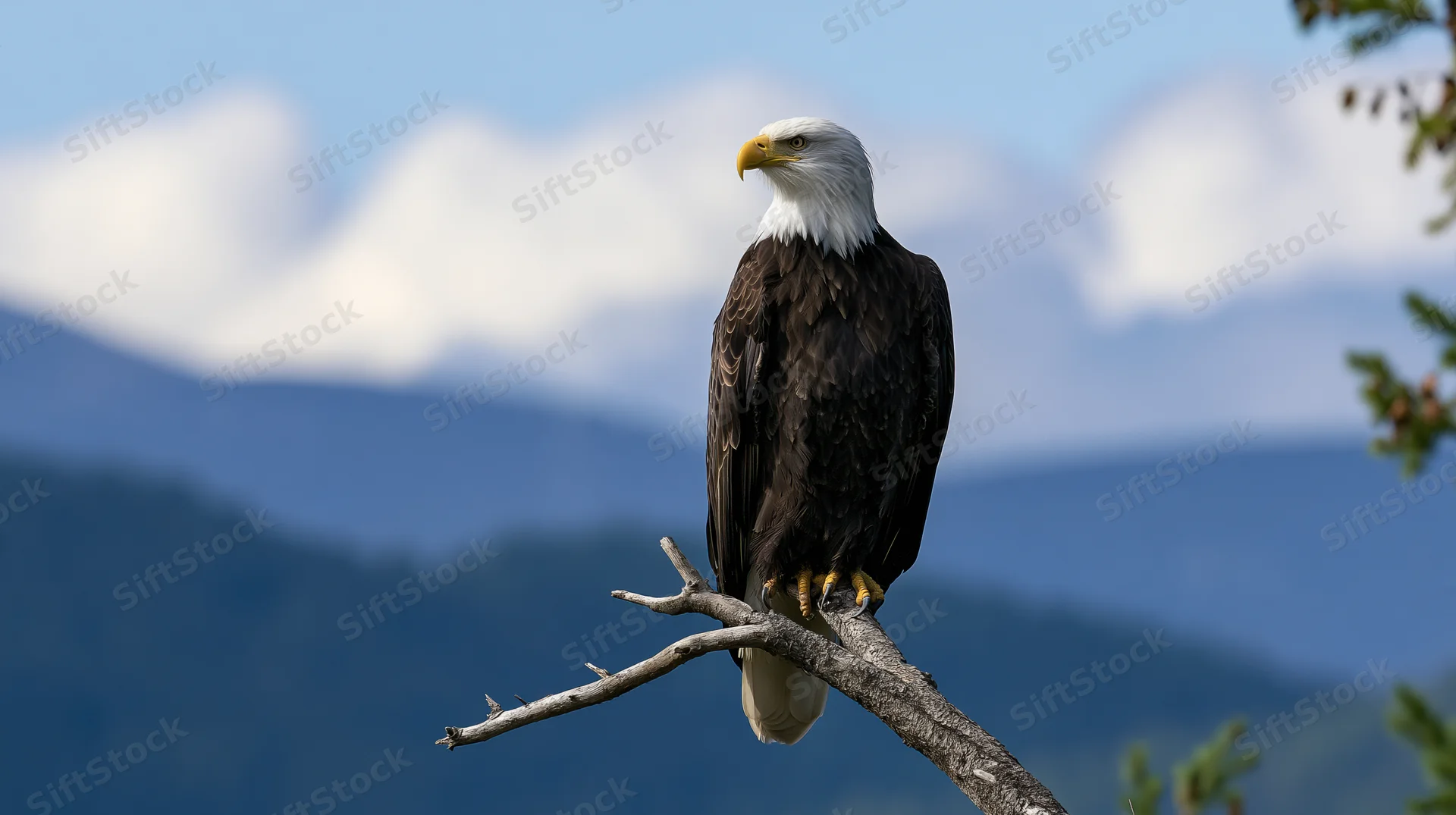 Bald eagle perched on a bare branch of a conifer tree with mountains and sky in the background