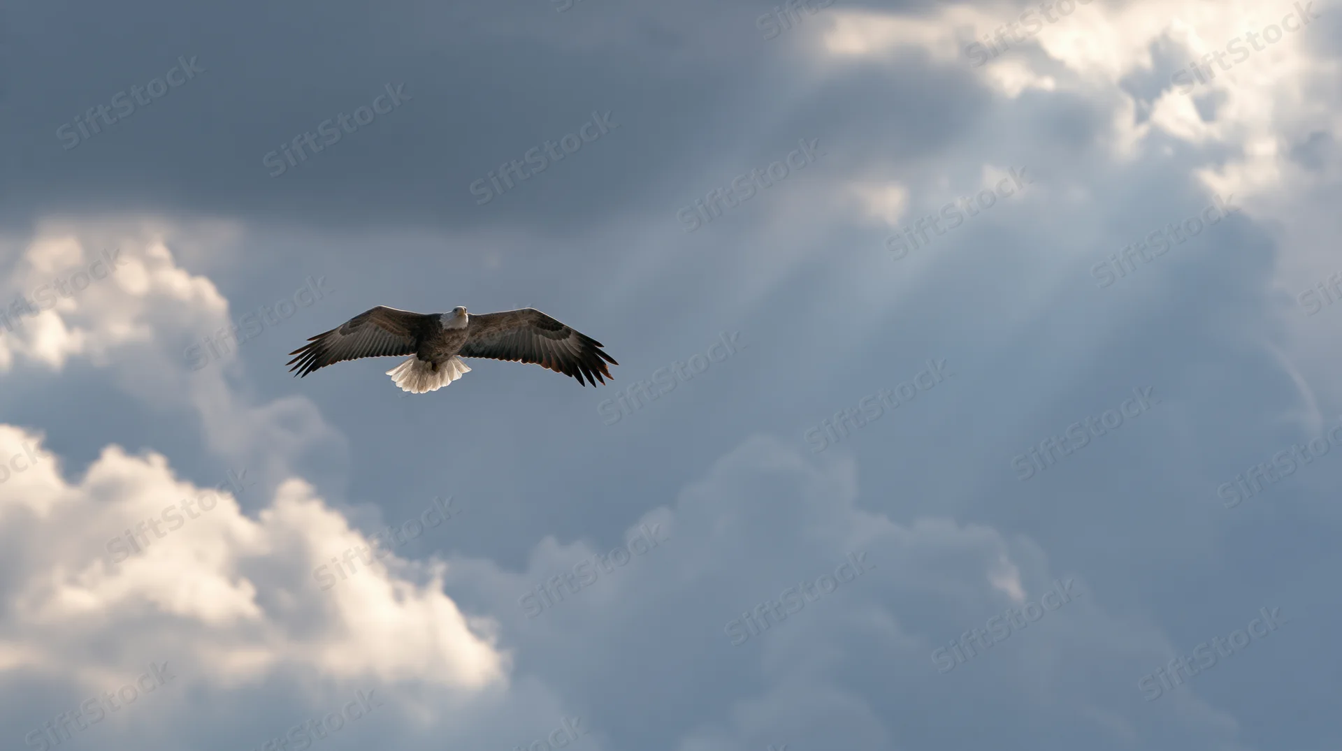 Bald eagle soaring with wings fully spread against a dramatic cloudy sky