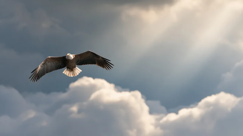 Bald eagle soaring with wings fully spread against a dramatic cloudy sky