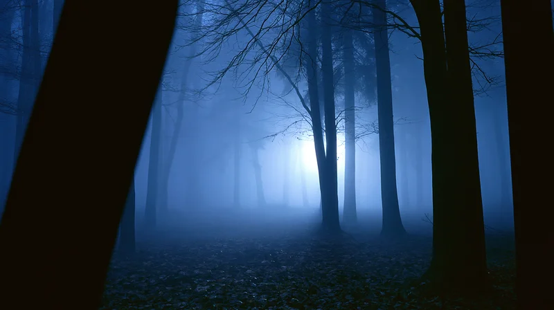 Bare deciduous trees in dense fog at night with blue light glowing through the forest