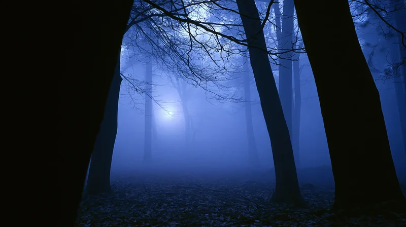Bare deciduous trees in a foggy forest at night with moonlight filtering through the canopy