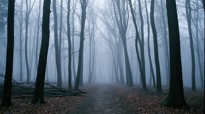 Foggy forest path lined with bare deciduous trees in autumn morning mist