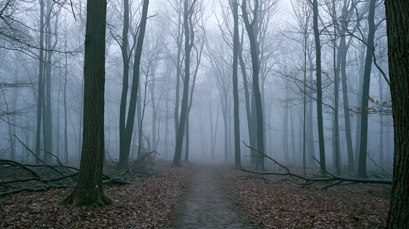 Narrow dirt path winding through a foggy bare deciduous forest in autumn morning