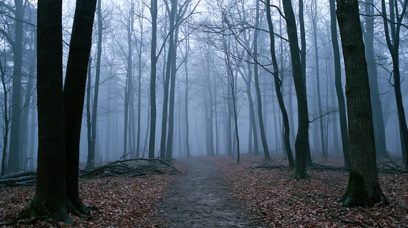 Foggy forest path lined with bare deciduous trees in autumn morning mist