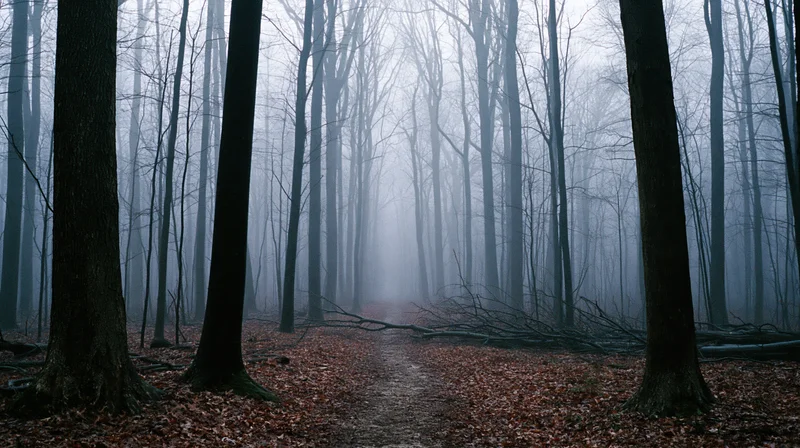 Misty forest path winding through bare deciduous trees in autumn morning fog