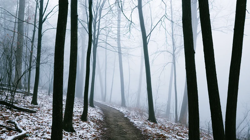 Narrow dirt path winding through bare deciduous trees in a foggy snow-dusted forest