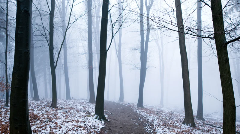 Snow-dusted forest path winding through bare deciduous trees in foggy winter woodland