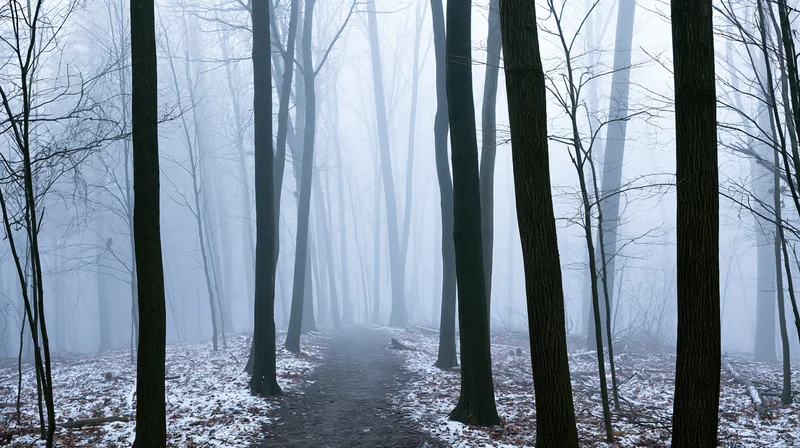 A narrow path winds through a foggy forest of bare deciduous trees with snow-dusted ground