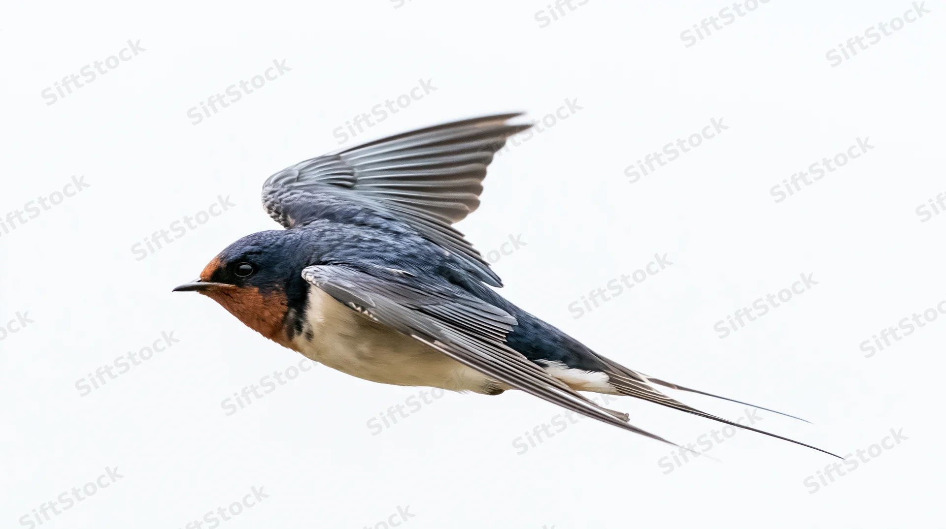 Barn swallow in mid-flight with wings fully spread against white background