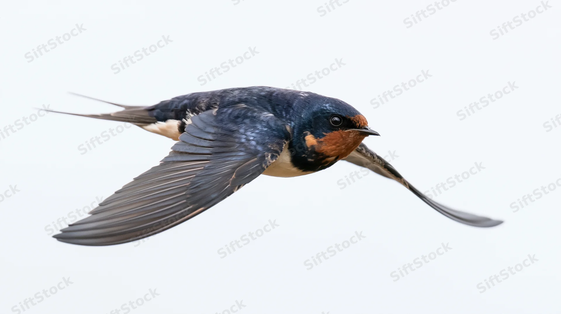 Barn swallow in mid-flight with wings fully spread against white background
