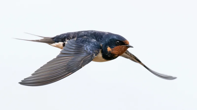 Barn swallow in mid-flight with wings fully spread against white background