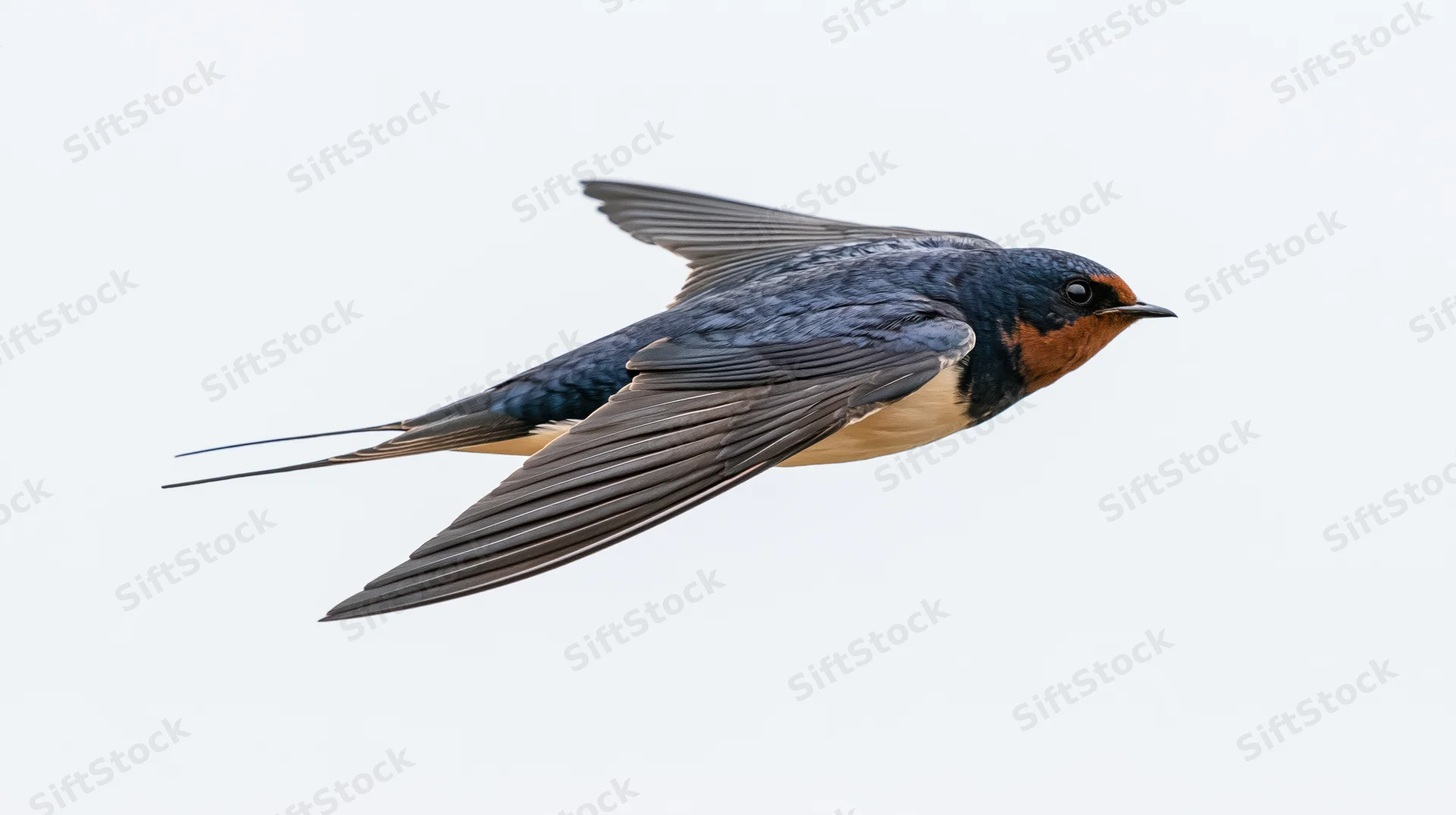 Barn swallow in mid-flight with wings fully spread against white background