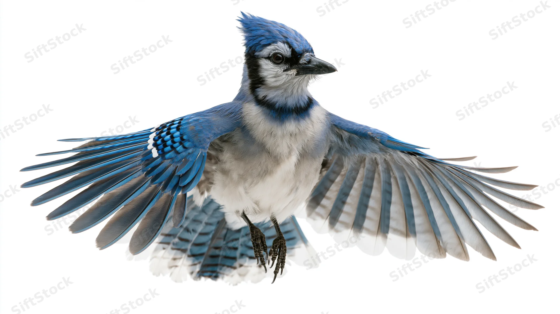 Blue jay in mid-flight with wings fully spread isolated on white background