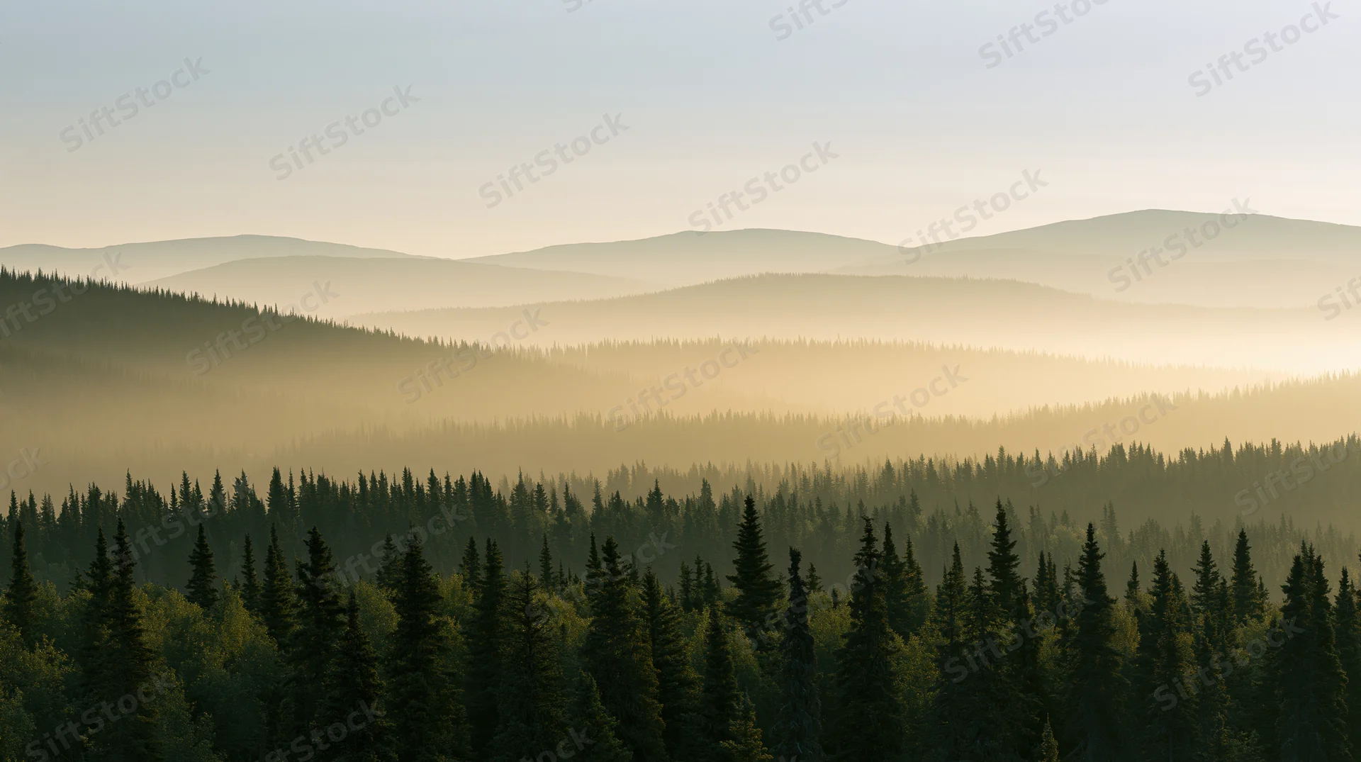 Boreal forest of spruce and pine trees under morning haze with layered mountains in the distance