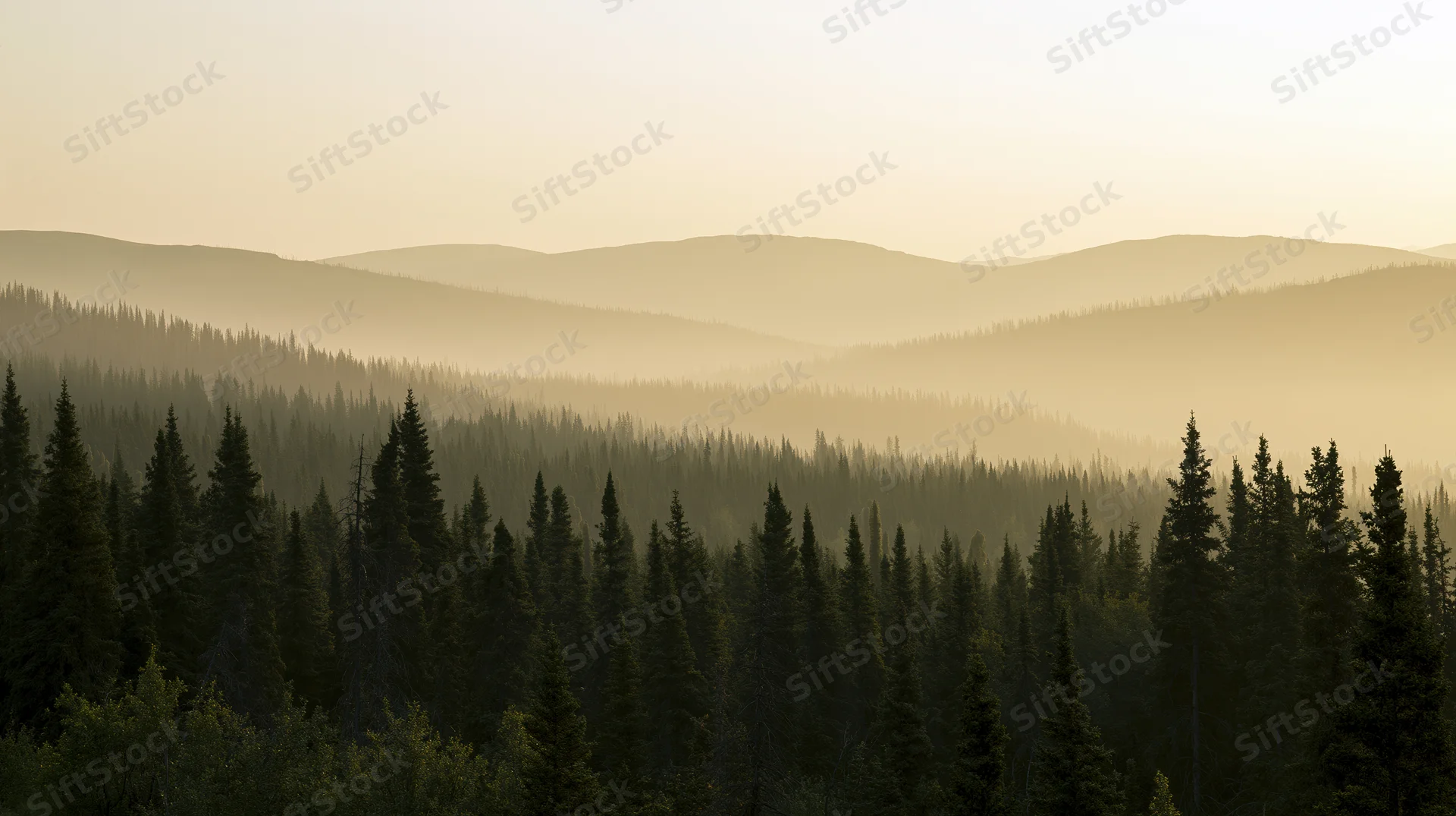 Boreal forest of spruce and pine trees under morning haze with layered mountains in the distance