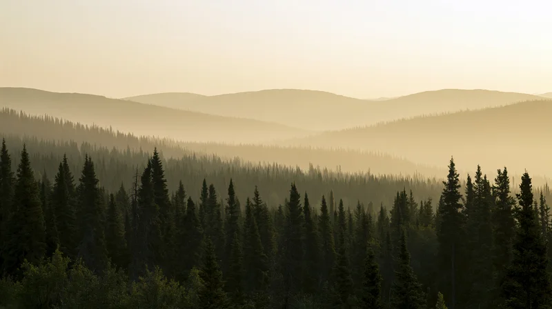 Boreal forest of spruce and pine trees under morning haze with layered mountains in the distance