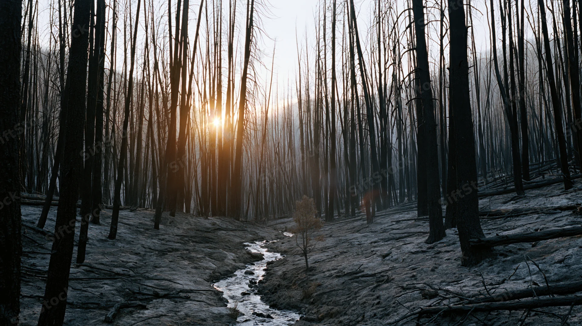 Charred tree trunks in a burned forest with a small stream winding through ash-covered ground at sunset