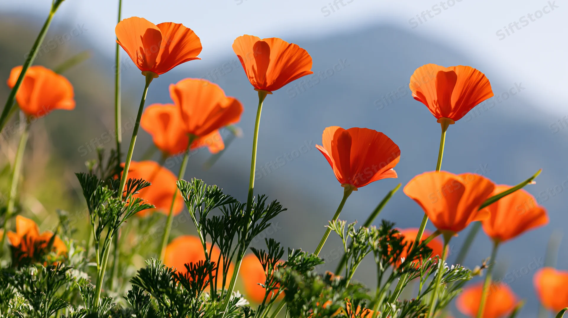 California poppies in full bloom swaying in a sunlit meadow with mountains in the background