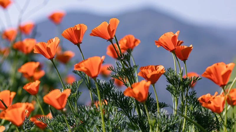 California poppies in full bloom in a field with mountains in the background