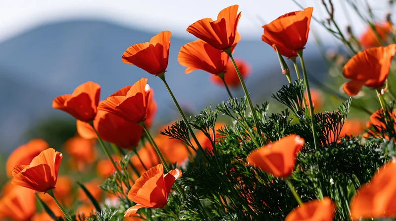 California poppies in full bloom in a field with mountains in the background