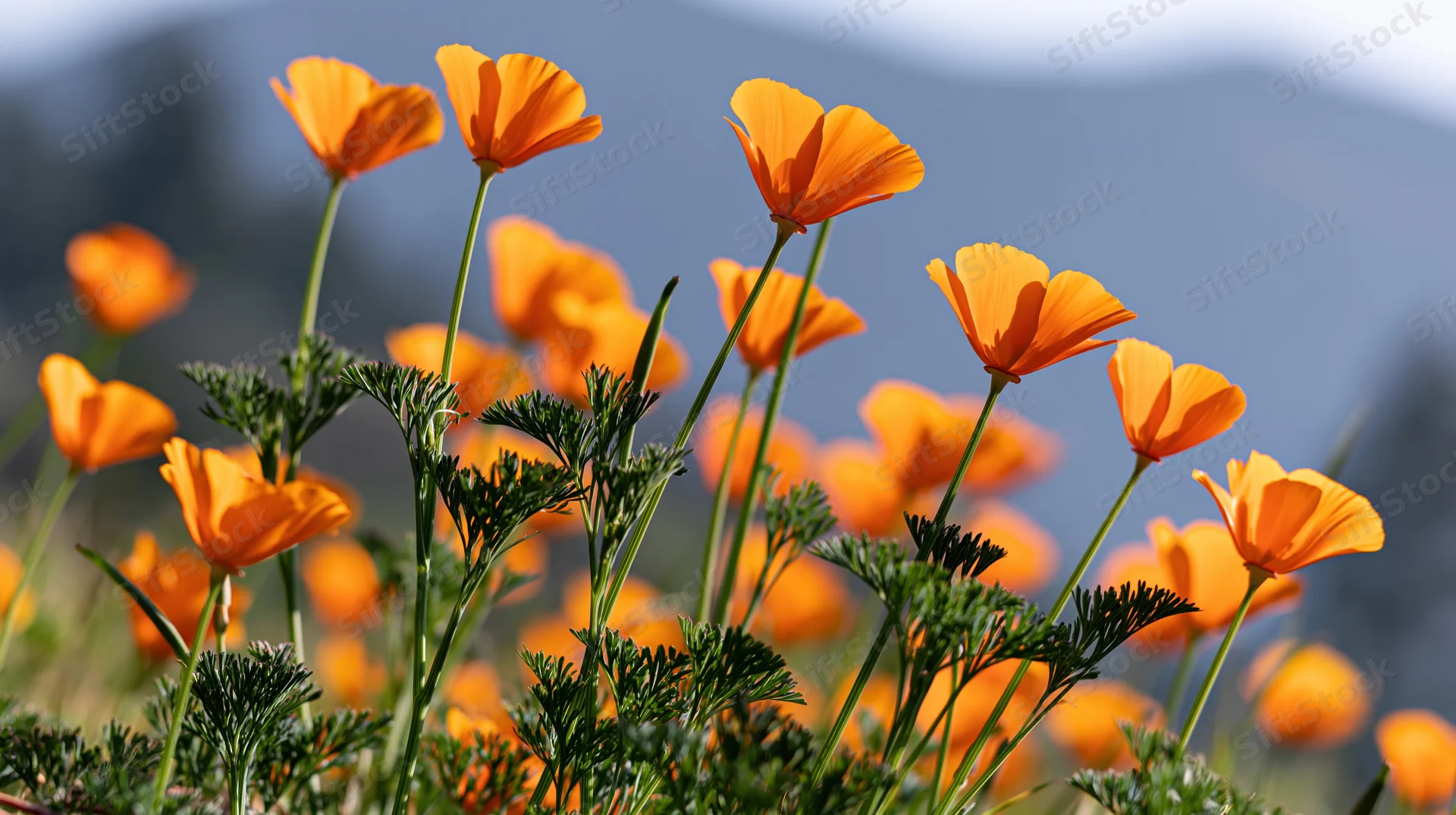 California poppies in full bloom with slender stems and green foliage in a field against a mountain backdrop