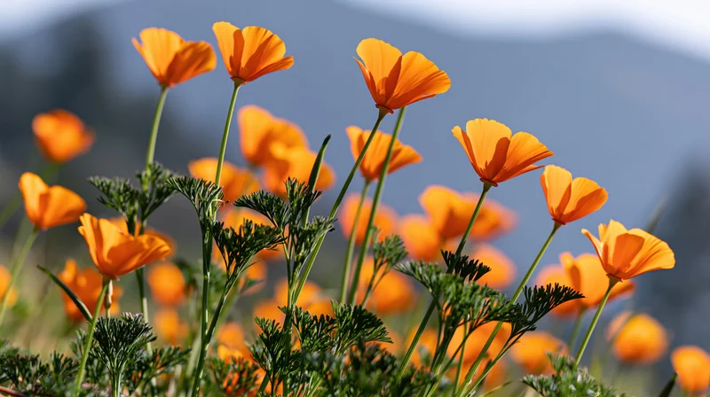 California poppies in full bloom with slender stems and green foliage in a field against a mountain backdrop