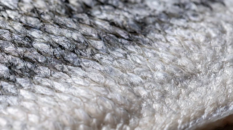 Closeup of raw salmon fish skin showing detailed scales and shiny texture