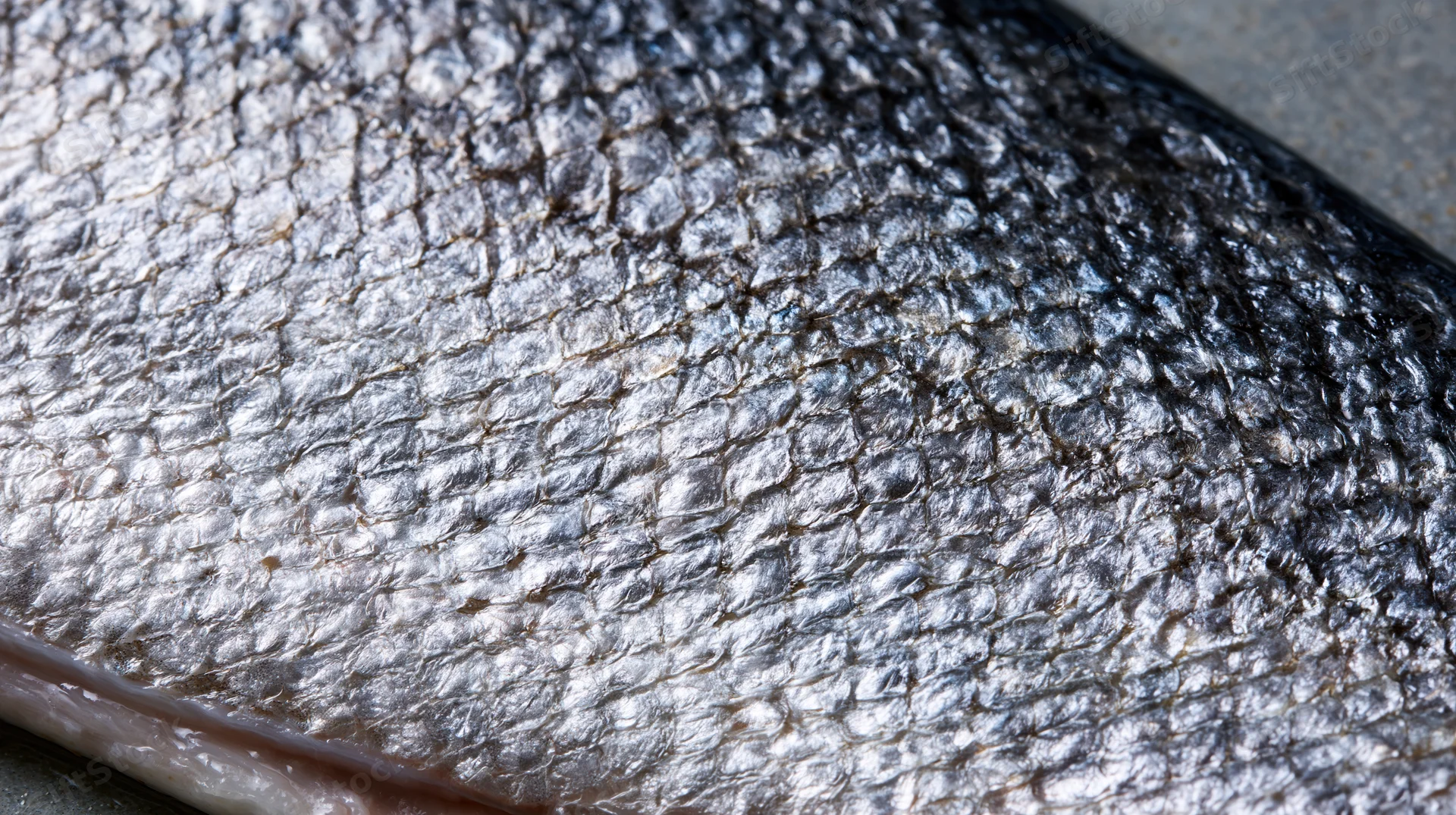 Close-up of raw salmon fish skin showing detailed scales and shiny texture