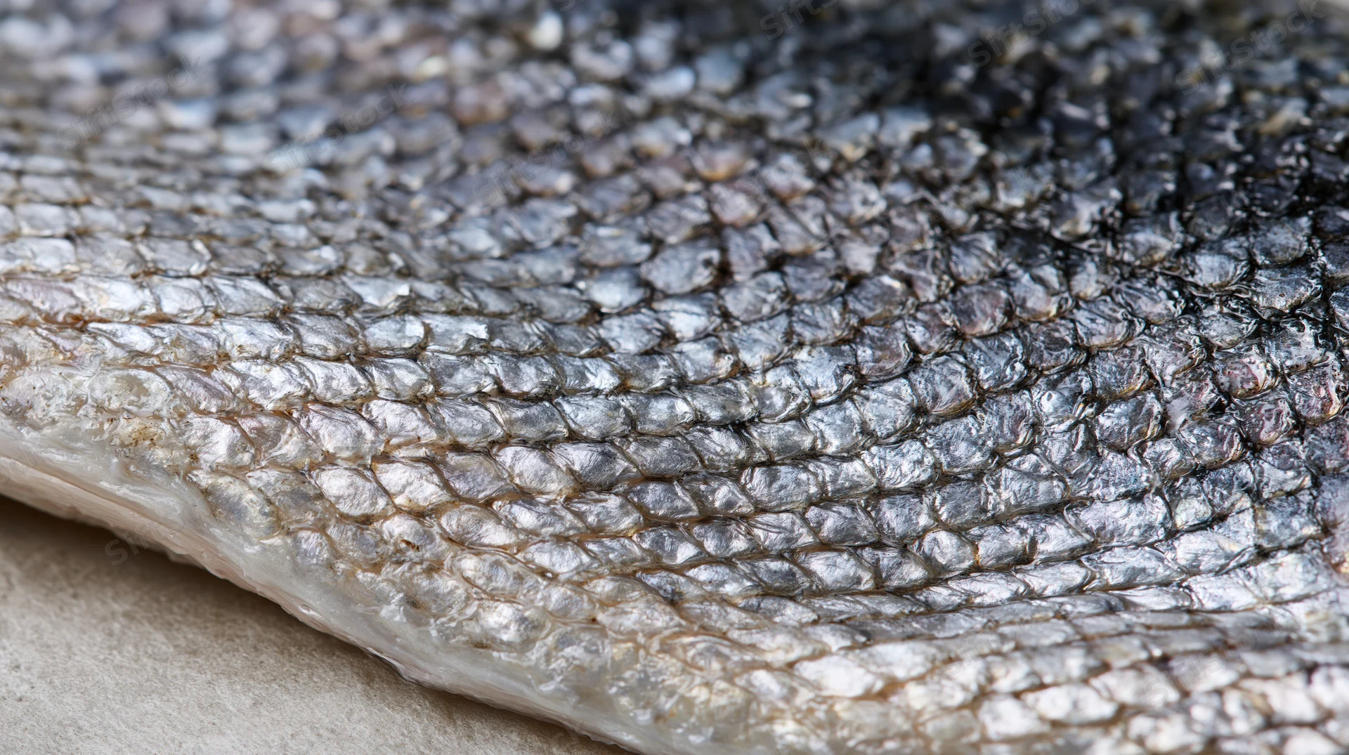 Close-up of raw salmon fish skin showing detailed overlapping scales and metallic texture